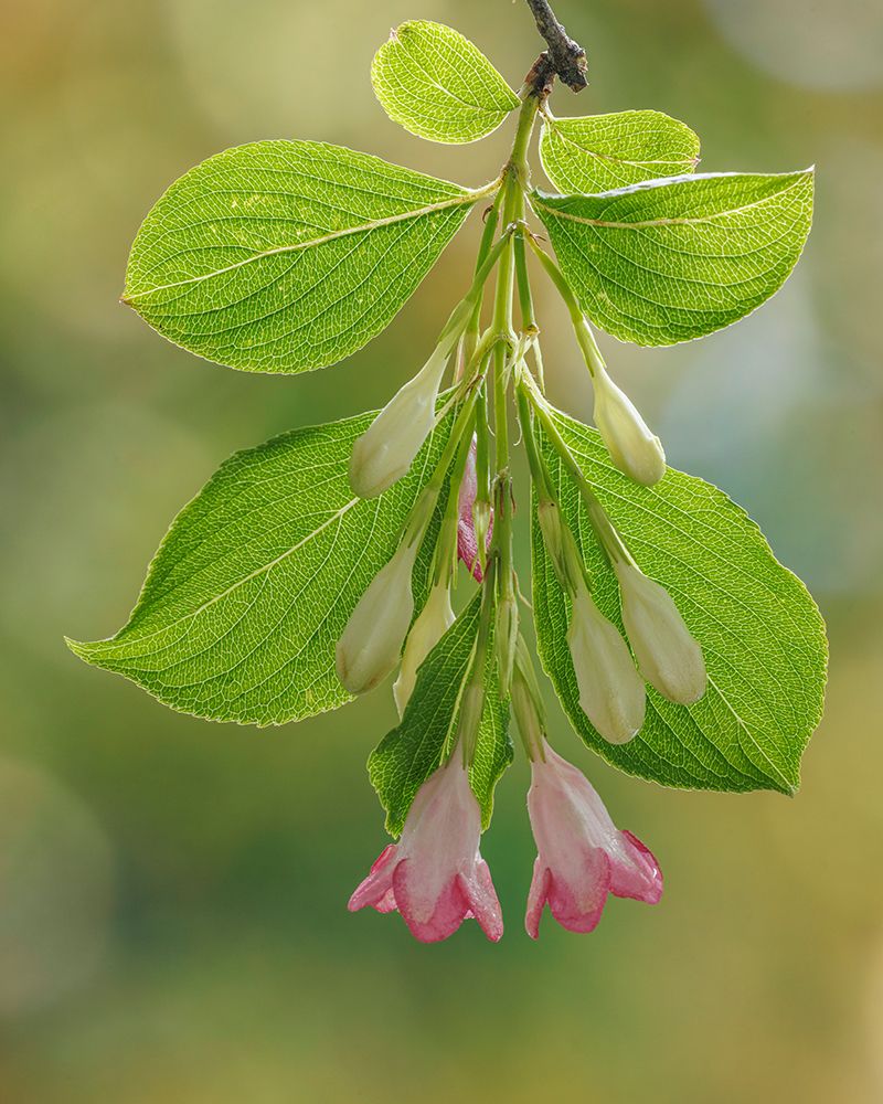 USA-Washington-Seabeck. Close-up of weigela blossoms and leaves.